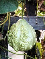 Gourd 'Mayo Warty Bule'
