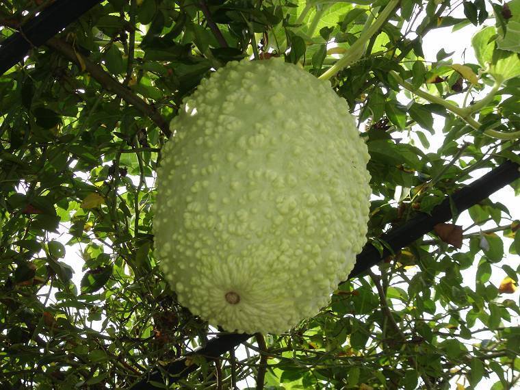 Gourd 'Mayo Warty Bule'