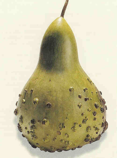 Gourd 'Mayo Warty Bule'