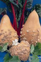 Gourd 'Mayo Warty Bule'