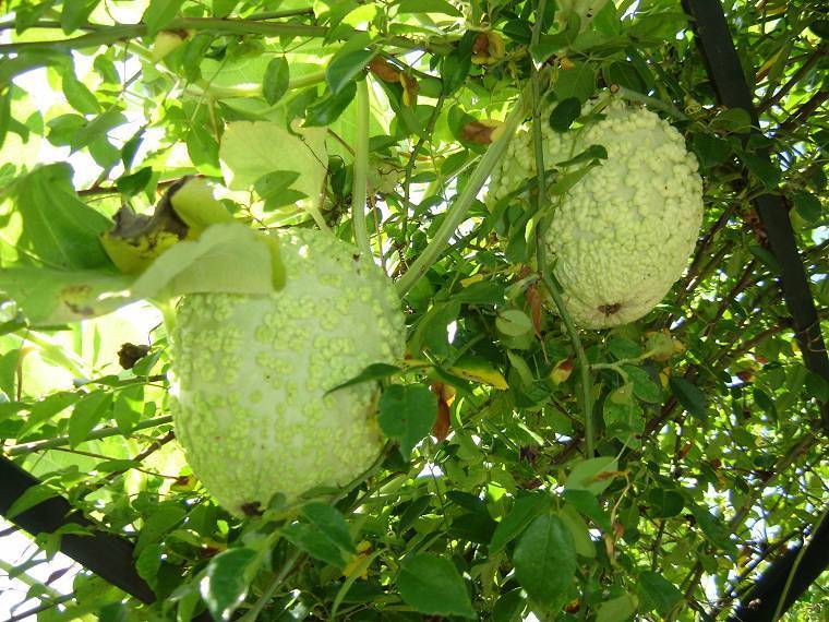 Gourd 'Mayo Warty Bule'