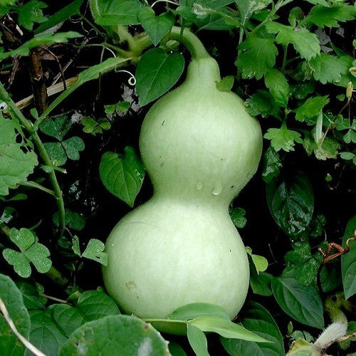 Kalebas 'Microcarpa'