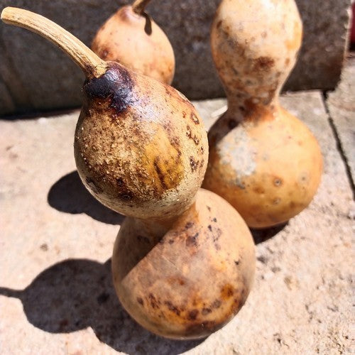 Kalebas 'Microcarpa'