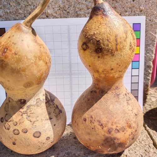 Kalebas 'Microcarpa'