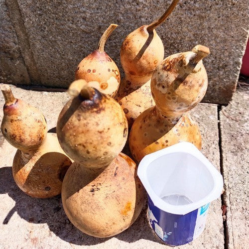 Kalebas 'Microcarpa'