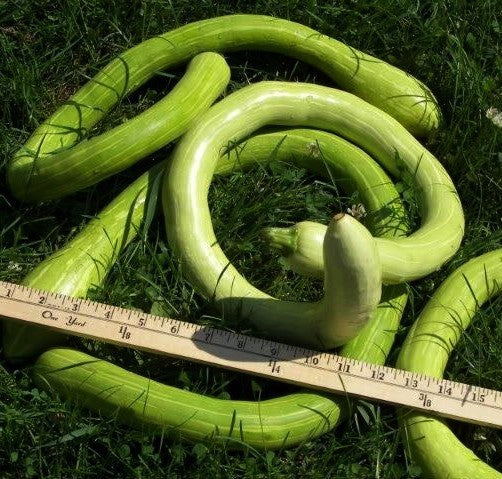 Gourd 'Snake' / 'Longissima'