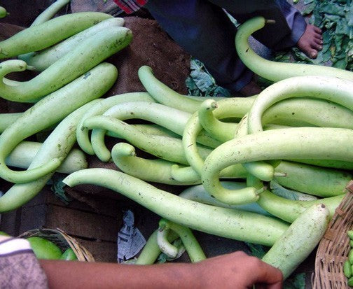 Gourd 'Snake' / 'Longissima'