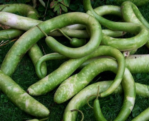 Gourd 'Snake' / 'Longissima'
