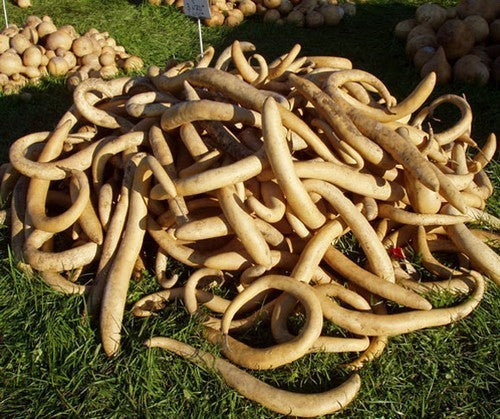 Gourd 'Snake' / 'Longissima'
