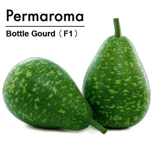 Kalebas 'PermaRoma' F1