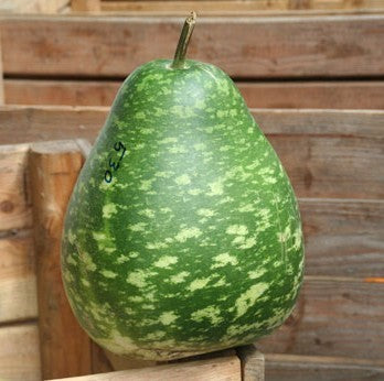 Kalebas 'PermaRoma' F1