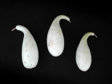 Kalebas 'Pinguin' / 'Poire A Poudre' / 'Penguin'