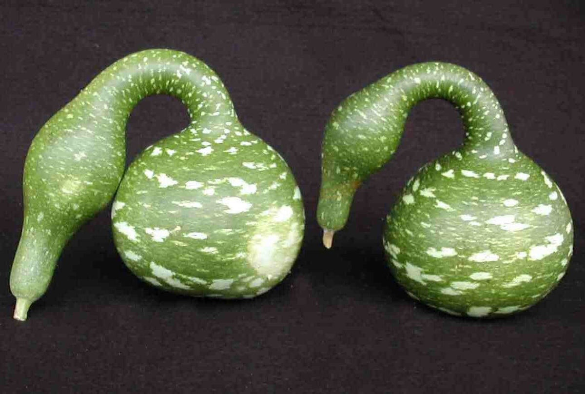 Kalebas 'Speckled Swan' / 'Crookneck Swan'