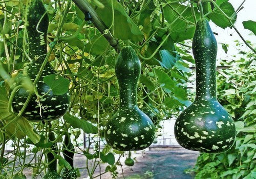 Kalebas 'Speckled Swan' / 'Crookneck Swan'