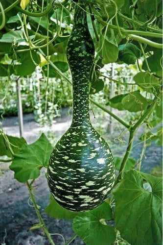 Kalebas 'Speckled Swan' / 'Crookneck Swan'