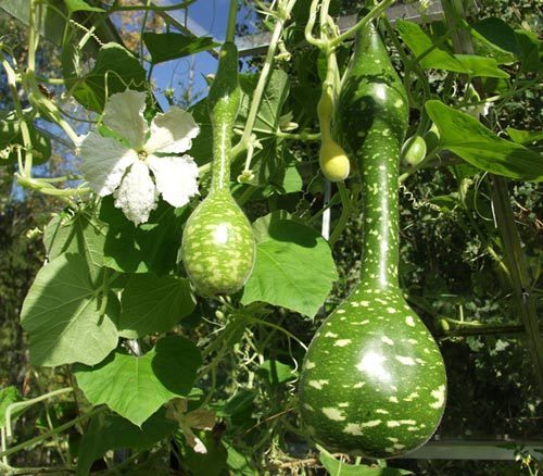 Kalebas 'Speckled Swan' / 'Crookneck Swan'