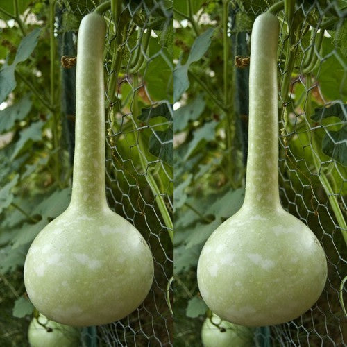 Kalebas 'Tohono O'Odham''