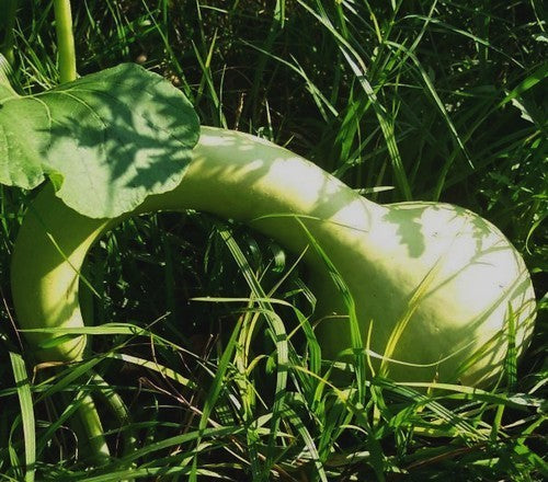 Kalebas 'Tohono O'Odham''