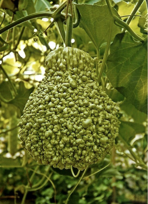 Gourd 'Warted Australian'