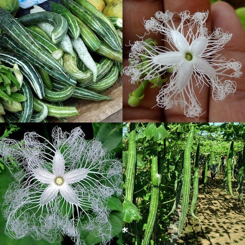 Snake Gourd 'Polo' F1