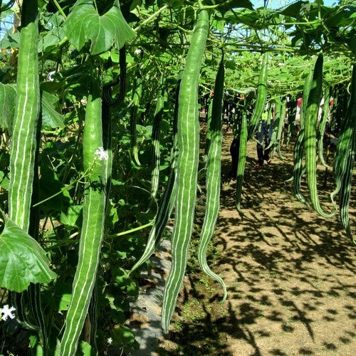 Snake Gourd 'Polo' F1