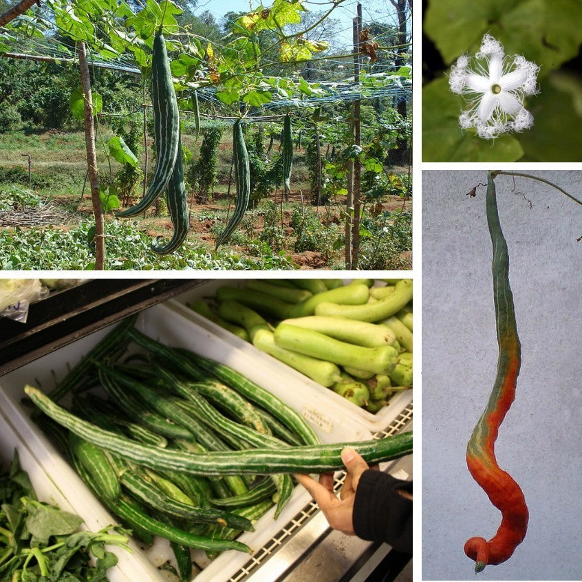 Snake Gourd 'Polo' F1