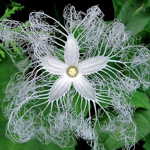 Snake Gourd 'Polo' F1