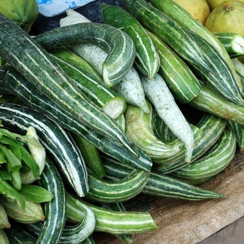 Snake Gourd 'Polo' F1