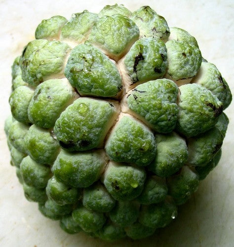 Custard apple