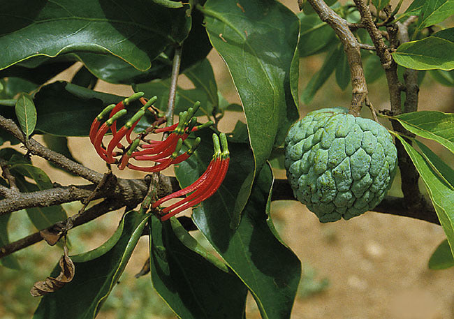 Custard apple