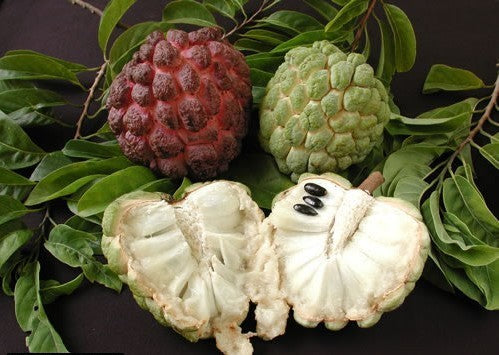Custard apple