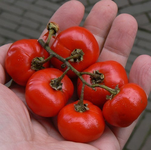 Cannibal Tomato
