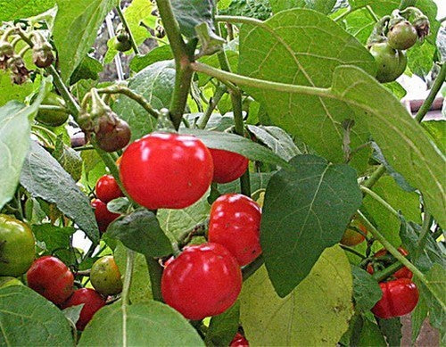 Cannibal Tomato