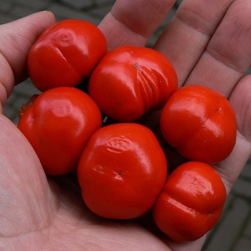 Cannibal Tomato