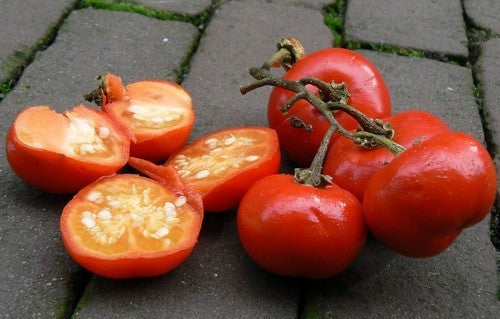 Cannibal Tomato