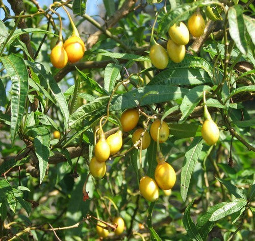 Kangaroe-Appel