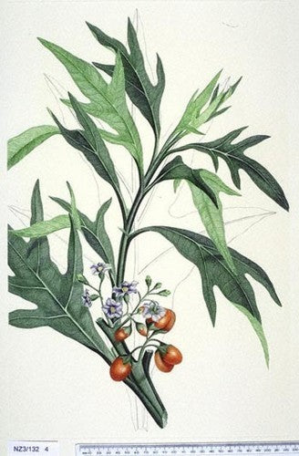 Kangaroe-Appel