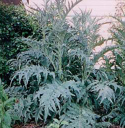 Kardoen 'Gigante d'Ingegnoli' / 'Bianco Avorio a foglia Fras