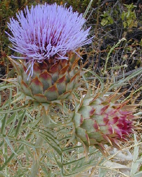 Kardoen 'Gigante d'Ingegnoli' / 'Bianco Avorio a foglia Fras