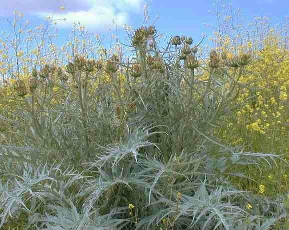 Kardoen 'Gigante d'Ingegnoli' / 'Bianco Avorio a foglia Fras