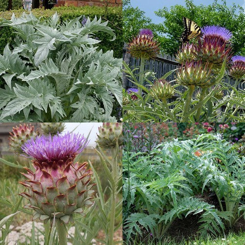 Cardoon 'Gobbo di Nizza' / 'White Giant Full Leaf' / Spineless