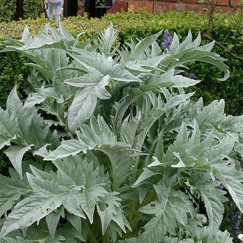 Cardoon 'Gobbo di Nizza' / 'White Giant Full Leaf' / Spineless