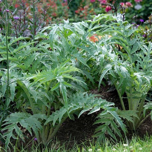 Cardoon 'Gobbo di Nizza' / 'White Giant Full Leaf' / Spineless