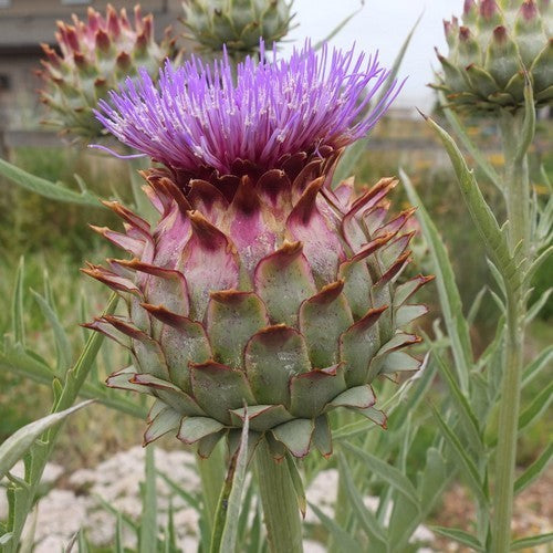 Cardoon 'Gobbo di Nizza' / 'White Giant Full Leaf' / Spineless