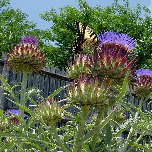 Cardoon 'Gobbo di Nizza' / 'White Giant Full Leaf' / Spineless