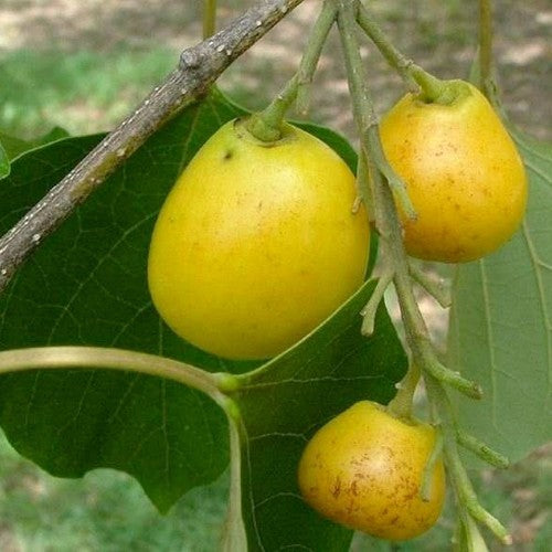 Kashmir-Bes 'Gamhar'