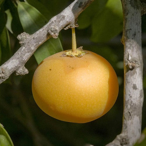 Kei-Appel
