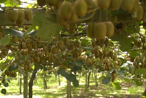 Kiwi, Chinese