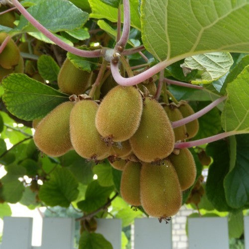 Kiwi, Chinese