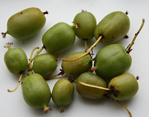 Kiwi, Mini